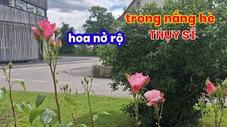 Hoa rộ nở trong nắng mùa hè ở Thụy Sĩ đẹp rực rở