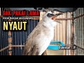 trucukan gacor ROPEL PANJANG buat pancingan trucukan agar bunyi jadikan burung trucuk gacor NYAUT