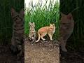 आज बैठ जाओ, फोटो खिंचवाएंगे #bagiraandleo #cat #photo #funny #villagelife #animals