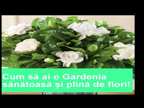 Cum să ai o Gardenia sănătoasă și plină de flori