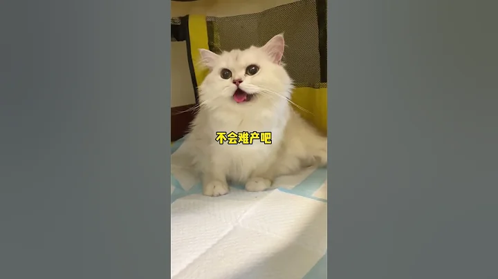 【波比是只橘喵】過來生下四個弟弟，最後那個黑色的寶寶是什麼情況？ - 天天要聞