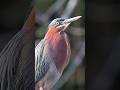 Hear the green heron sound