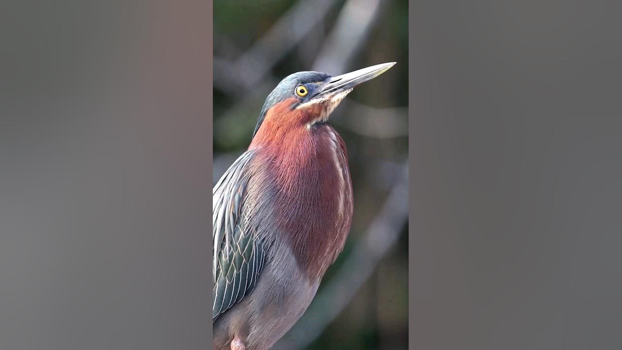 Hear the Green Heron Sound! Hear the Green Heron Sound!
