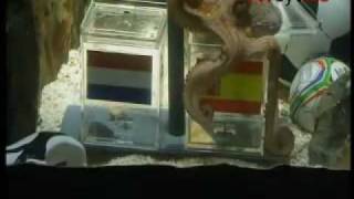 El Pulpo Paul Predice El Triunfo De España En El Mundial