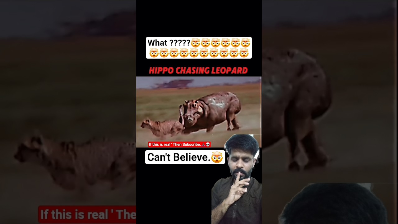 Hippo Vs Leopard competition 🤯🙏🏿 