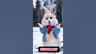 Kelinci piu piu piu #kelincilucul #kelinci #Rabbitdance #dance #rabbit #lucu