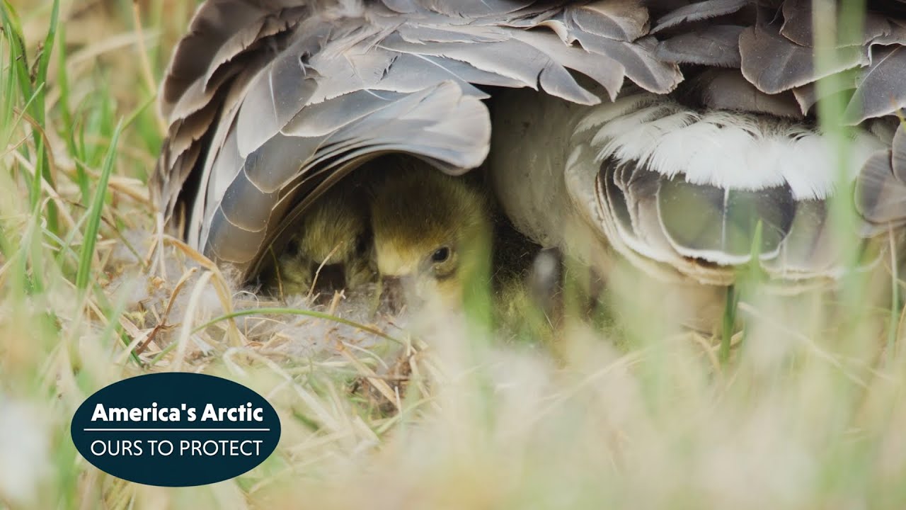 Rare Arctic Goose Captured in L.A. – 6,000 Miles From Home - LAmag -  Culture, Food, Fashion, News & Los Angeles