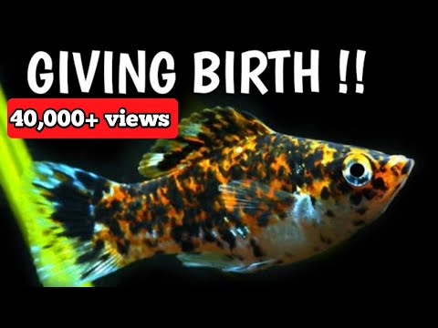 How to know Molly fish is pregnant | How to tell if a Molly fish is pregnant .