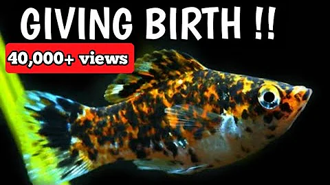 How to know Molly fish is pregnant | How to tell if a Molly fish is pregnant .