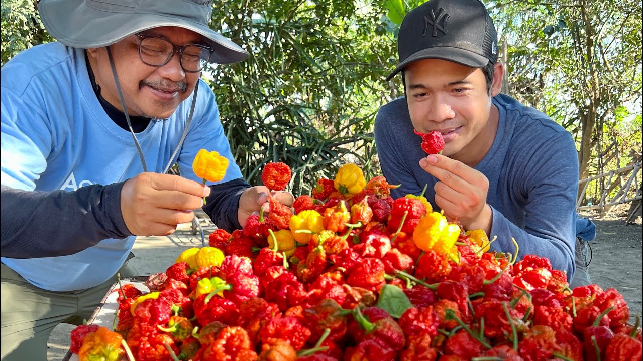 CAROLINA REAPER: SUPER HOT POTENTIAL 1-5K per KILO!!!