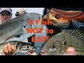 6 Saltwater FISH you should NOT try to eat!