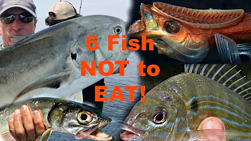What kind of fish do they eat in Mississippi?