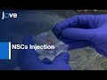 Neural Stem Cells (NSCs) Injection in conditions of Chronic EAE | Protocol Preview