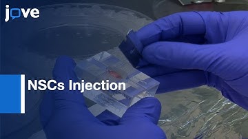 Neural Stem Cells (NSCs) Injection in conditions of Chronic EAE | Protocol Preview