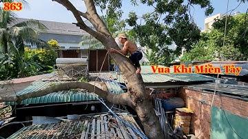 Màn treo dây ra khỏi mái nhà đến từ Vua Khỉ Miền Tây sẽ như thế nào ? (1/4) . Cutting nacre tree.