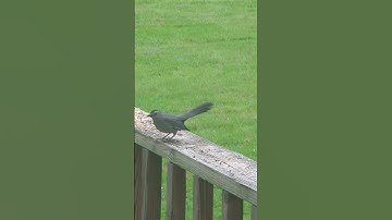 Thumbnail of Cute little kitty cat bird gets chased off by blue jay.