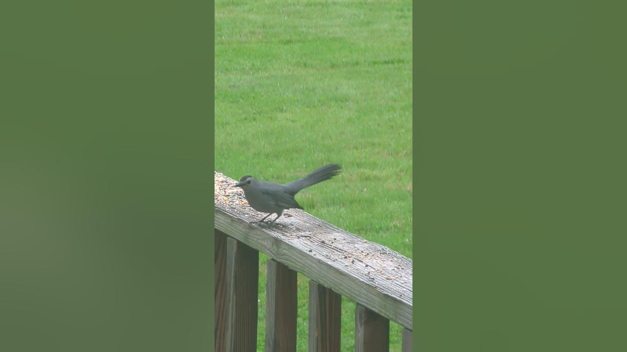Cute little kitty cat bird gets chased off by blue jay.