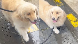 Golden retriever Malish loves the fountain