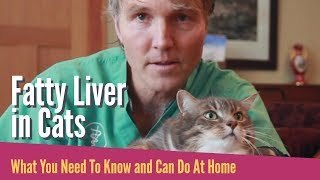 Fatty Liver In Cats: What To Do