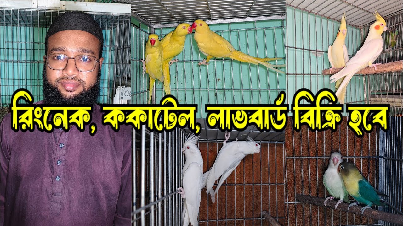 রানিং ককাটেল বিক্রি হবে | রিংনেক টিয়া পাখির দাম