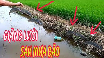 GIĂNG LƯỚI SAU NHỮNG NGÀY MƯA BÃO DÍNH CÁ RÔ CỤ THẤY ĐÃ MẮT./ cảnh miền tây 84.