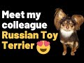 Meet my colleague Russian Toy Terrier :) の動画、YouTube動画。