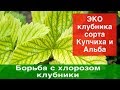 Борьба с хлорозом клубники.Урожайность.+ЭКО клубника сорта Купчиха и Альба в теплице.