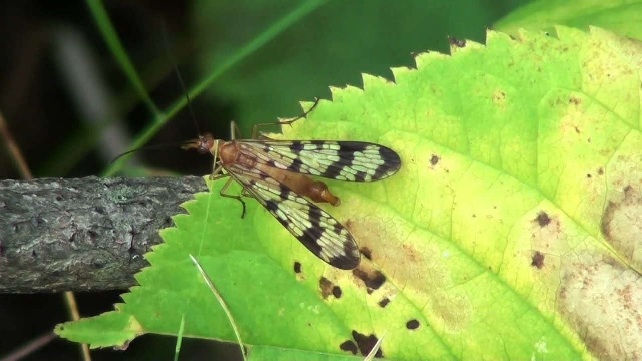 Scorpionfly (Panorpidae: Panorpa) Male on Leaf