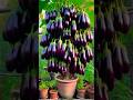 Boost Your eggplant Harvest with These Genius Planting Tricks!! #shorts #farming #satisfying