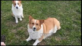 How to Care for a Corgi