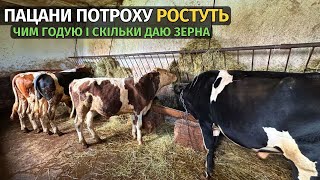 видео: ВІДГОДІВЛЯ БИЧКІВ! Чим годую і скільки даю зерна. Висока ціна на зерно. Які у вас закупівельні ціни? картинка: ВІДГОДІВЛЯ БИЧКІВ! Чим годую і скільки даю зерна. Висока ціна на зерно. Які у вас закупівельні ціни?