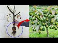 Grow Avocado plant from seed at home | How to cuttings avocado to grow 100%