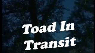 Toad in Transit - Tears from Beyond