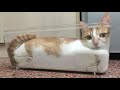 ПРИКОЛЫ С ЖИВОТНЫМИ 😺🐶 Смешные Животные Собаки Кошки Смешные Коты Приколы с котами Забавные Животные