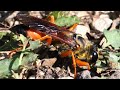 The Cricket Killer - Great Golden Digger Wasp digging a burrow [HD]