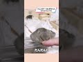 とけていくハムスターが可愛い【ててらぼペット部】