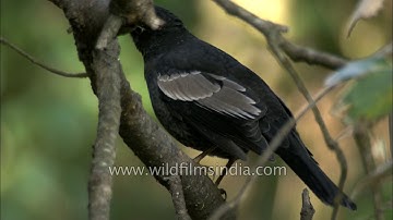 Grey-winged Blackbird in the Indian Himalaya