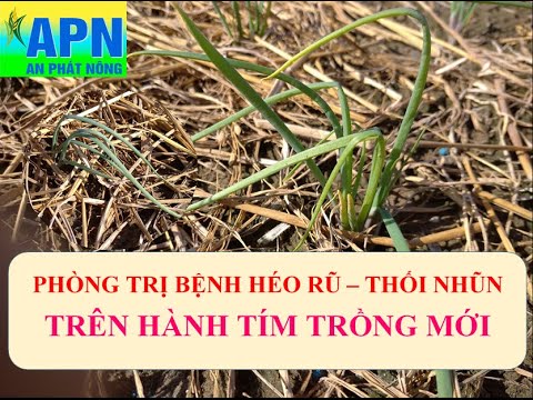 Video: Thối Cổ Hành