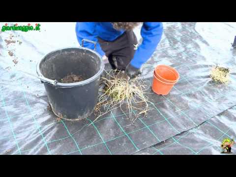 Video: Suggerimenti sulla scelta di una posizione in giardino per le verdure