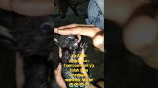 Ya Allah si meow mati tetesan air mata mengalir deras 😭😭😭 #cats #kucingsedih #cute #cat #babycat