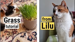 Planting grass for a cat  Lilu's version