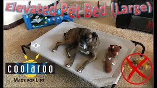 Coolaroo The Original Cooling Elevated Pet Bed Review