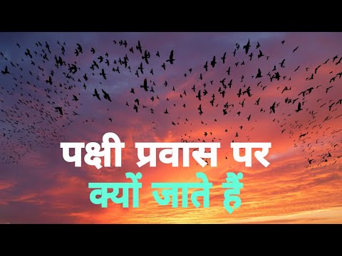 वीडियो: कौन से पक्षी प्रवासी नहीं हैं