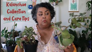 Kalanchoe Collection And Care Tips