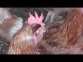 Las Gallinas como negocio