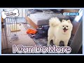 I Can Do More 🙄 [Dogs are incredible : EP.194-1] | KBS WORLD TV 231121