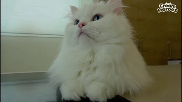 Cats Scared of Thunder Compilation [CAUTION - HIGH VOLUME]