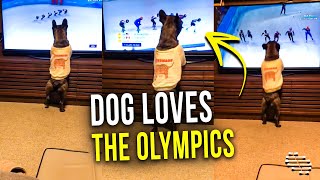 Precious Dog Standing on Hind Legs by the TV and Watching the Olympics