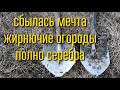 Орал от радости - Находка Мечта - урожай серебра с огородов, XP ORX XP Deus