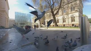 Adelaide's North Terrace Pigeons: Immersive VR180 Experience